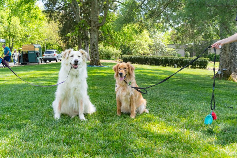 Celebrate Spring 2025 at Cheekwood Estate + Gardens